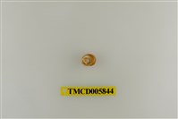 藏品(灰白陸寄居蟹)的圖片